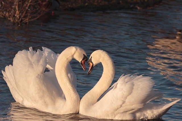 2 swans.jpg