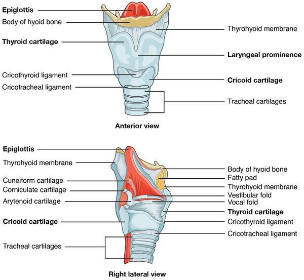 600px-The_Larynx.jpg