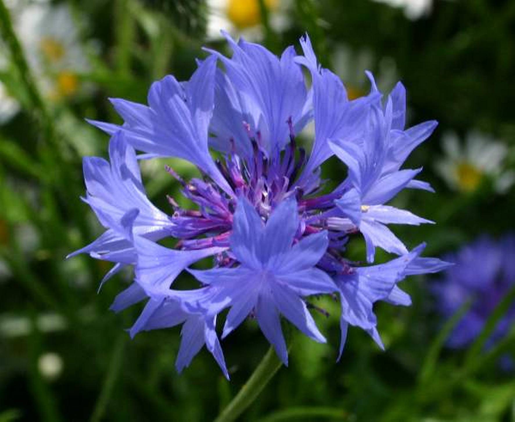Centaurea.jpg