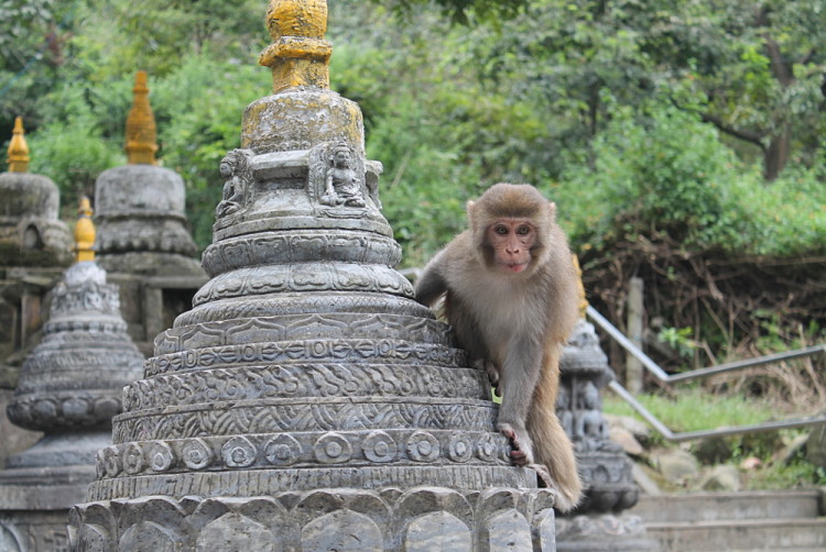 monkey-temple-in-kathmandu.jpg