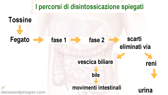 tossine.png