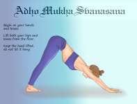 Adho-Mukha-Svanasana.png