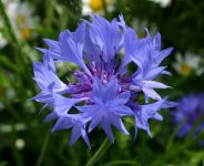 Centaurea.jpg
