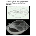 ConchShell-Harmonics.jpeg