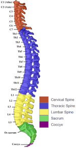human-spinal-column.png