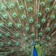 SSotericpeacock666