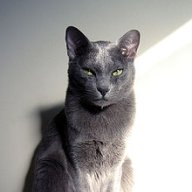 koratcat