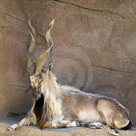 Markhor Goat