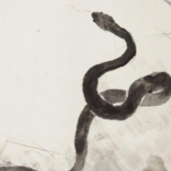 Black Snake