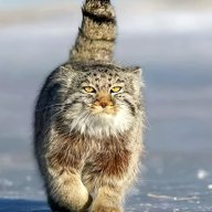 Manul