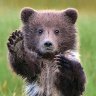 BearPaws