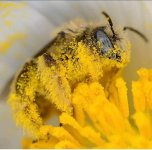 Bee.jpg