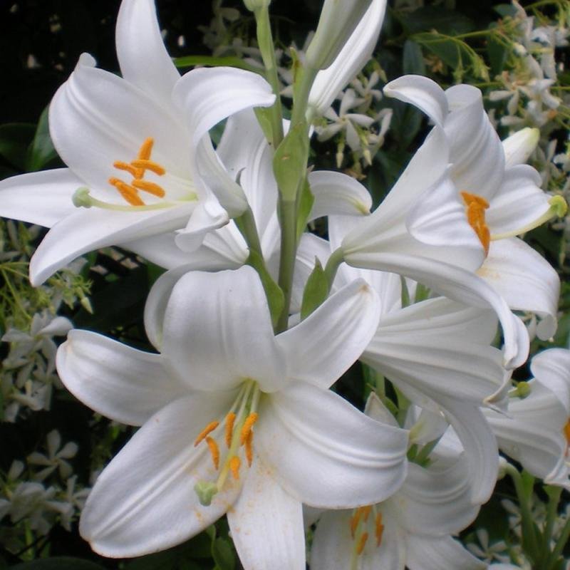 White Lily.jpg