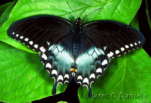 05-Spicebush-swallowtail.jpg